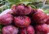 Identifying Common Plum Varieties