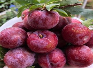Identifying Common Plum Varieties