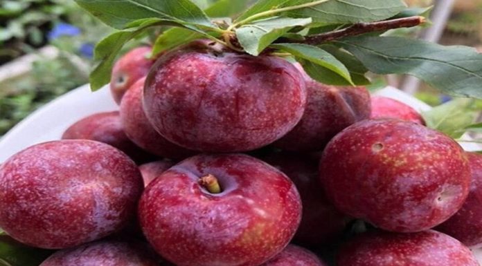 Identifying Common Plum Varieties