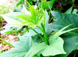“The Secret to Stir-frying Taro Greens: Keep Them Vibrant, Non-discolored, and Glossy Like Restaurant Dishes”