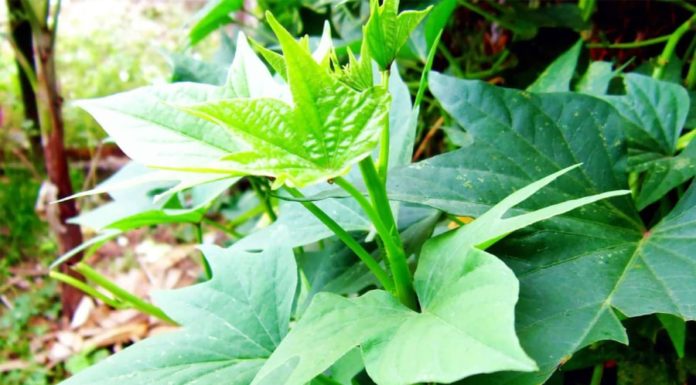 “The Secret to Stir-frying Taro Greens: Keep Them Vibrant, Non-discolored, and Glossy Like Restaurant Dishes”