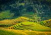The Ultimate Guide to Experiencing Sa Pa’s Golden Rice Fields