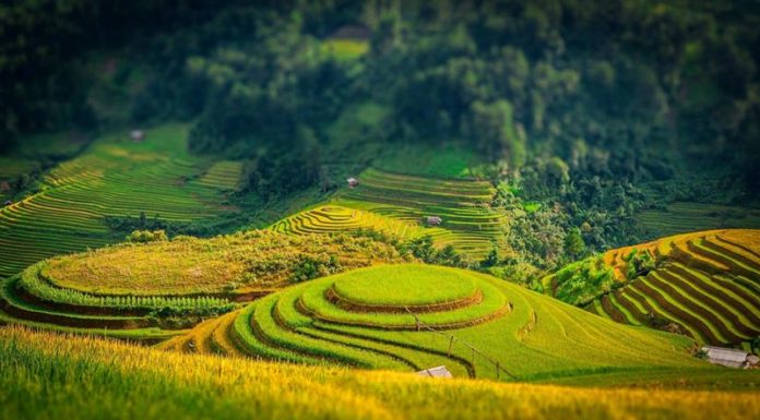 The Ultimate Guide to Experiencing Sa Pa’s Golden Rice Fields