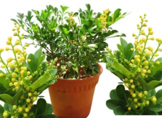 The Significance of Basil in Feng Shui and Its Traditional Placement at the Front of Houses