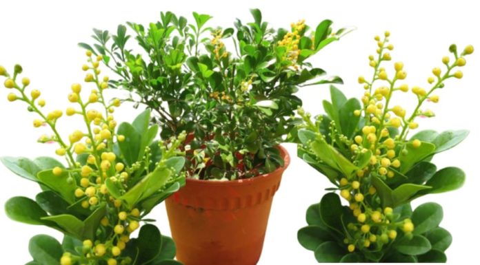 The Significance of Basil in Feng Shui and Its Traditional Placement at the Front of Houses