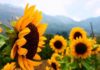 The Surprising Uses and Meanings of Sunflowers