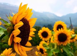 The Surprising Uses and Meanings of Sunflowers