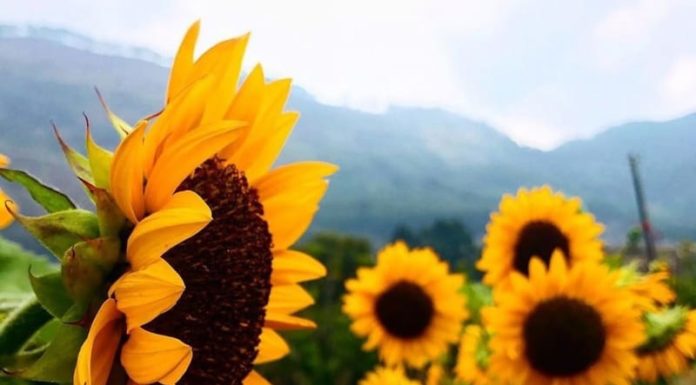 The Surprising Uses and Meanings of Sunflowers
