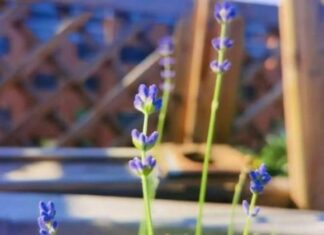 3 Fragrant “Flowers” to Plant Indoors for Air Purification and a Peaceful Slumber