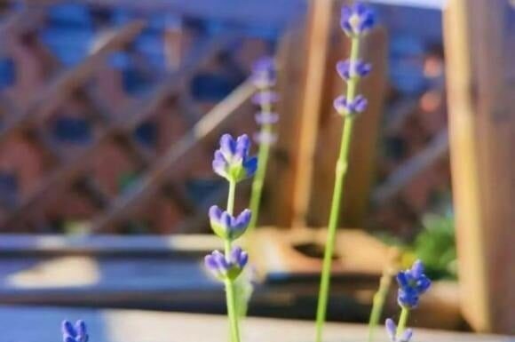 3 Fragrant “Flowers” to Plant Indoors for Air Purification and a Peaceful Slumber