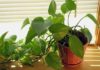 The Magic of Growing Betel Leaf Plants: 3 Lucky Spots to Bring Wealth and Prosperity to Your Home