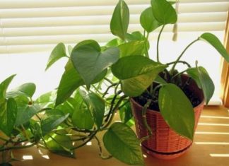 The Magic of Growing Betel Leaf Plants: 3 Lucky Spots to Bring Wealth and Prosperity to Your Home