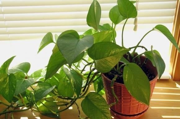 The Magic of Growing Betel Leaf Plants: 3 Lucky Spots to Bring Wealth and Prosperity to Your Home