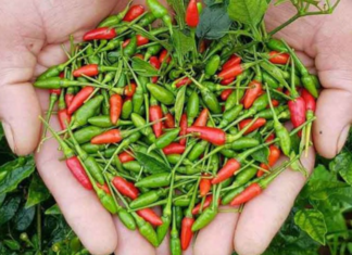 The Cheap Superfruit: Nature’s Ultimate Healer