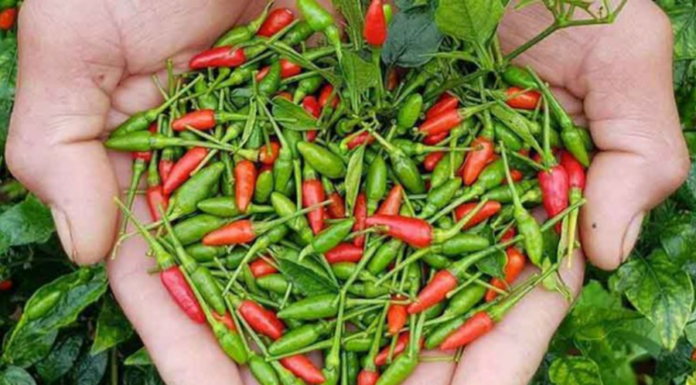 The Cheap Superfruit: Nature’s Ultimate Healer