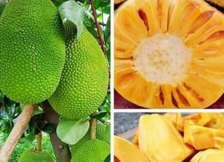 “Those Who Should Absolutely Avoid Eating Jackfruit”