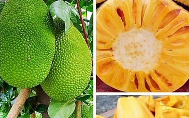 “Those Who Should Absolutely Avoid Eating Jackfruit”