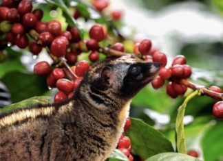 10 Delectable Delicacies from Buon Me Thuot to Gift your Loved Ones