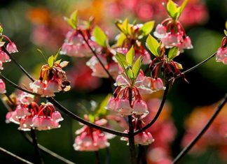 Yên Tử Bellflower: Features, Meanings, and Prices of These Charming Flowers