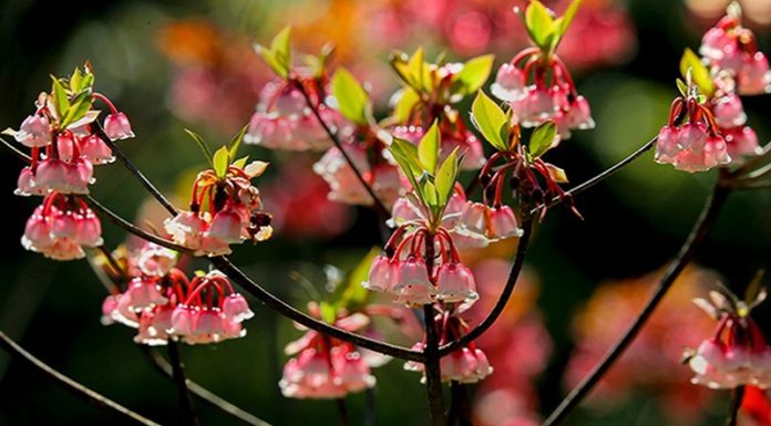 Yên Tử Bellflower: Features, Meanings, and Prices of These Charming Flowers