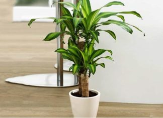 10 Lucky Plants to Bring Good Fortune in 2022