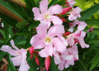 10 Houseplants With a Toxic Surprise: A Warning for Gardeners