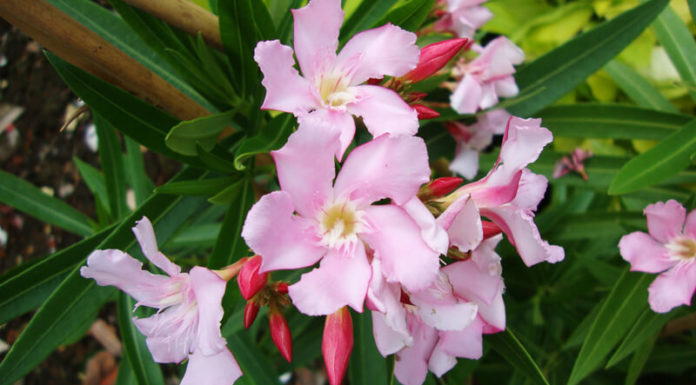 10 Houseplants With a Toxic Surprise: A Warning for Gardeners