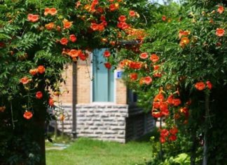 The Top 10 Climbing Plants to Keep Your Home Forever Cool