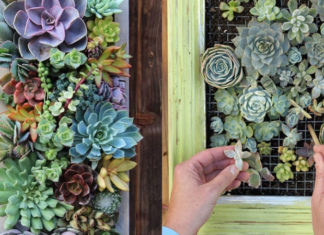 10 Hanging Houseplants to Beautify Your Living Space