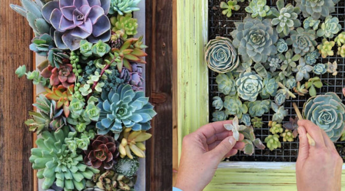 10 Hanging Houseplants to Beautify Your Living Space