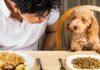 The Top 10 Most Nutritious Puppy Foods Available Today