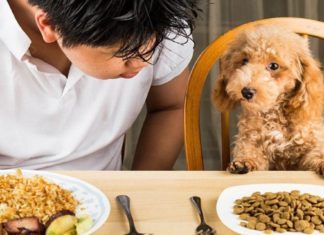 The Top 10 Most Nutritious Puppy Foods Available Today