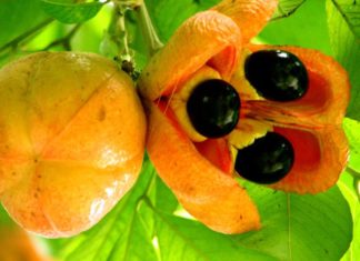 The World’s 10 Most Delicious Fruits: A Tasty Trio Familiar to All Vietnamese