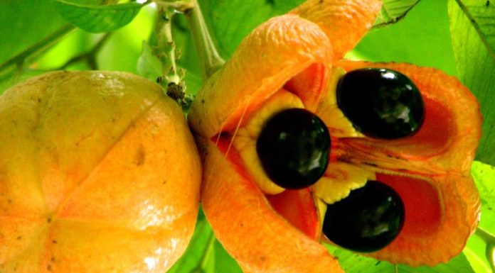 The World’s 10 Most Delicious Fruits: A Tasty Trio Familiar to All Vietnamese