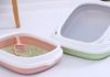 10 Best Cat Litter Trays: A Comfortable and Affordable Selection
