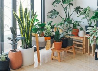 10 Housewarming Gifts That Are Superstition Approved and Bring Good Fortune to the Homeowner