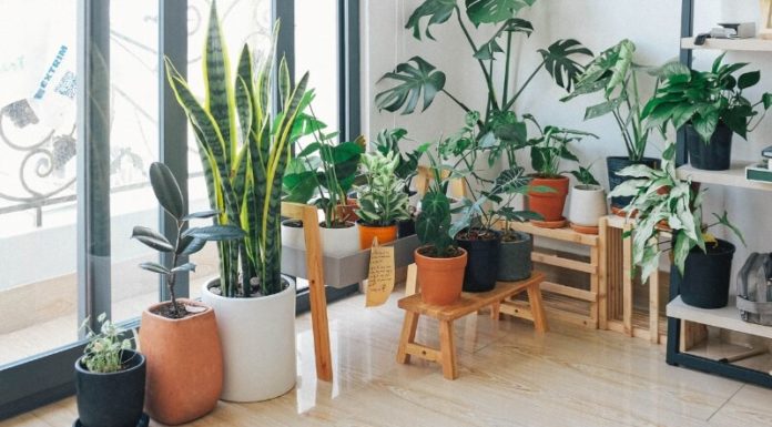 10 Housewarming Gifts That Are Superstition Approved and Bring Good Fortune to the Homeowner