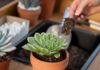 The Top 10 Mistakes People Make When Growing Succulents