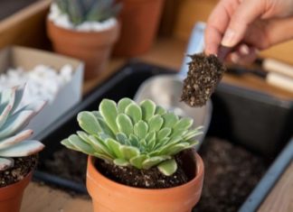 The Top 10 Mistakes People Make When Growing Succulents