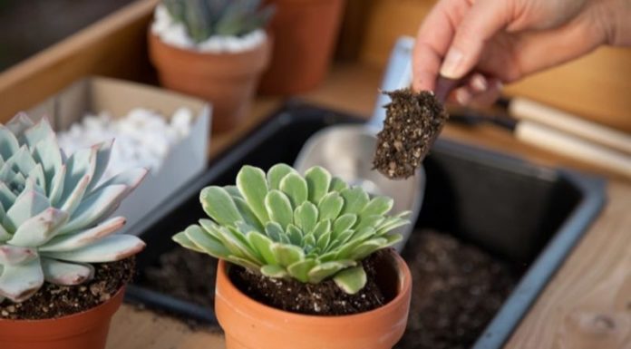 The Top 10 Mistakes People Make When Growing Succulents