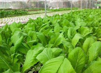 Is There a Secret to Sweet Leafy Greens’ Calorie Count? Unveiling the Mystery Behind This Veggie’s Nutrition.