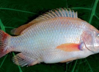 Is Pink Salmon Calorific? Does Eating Pink Salmon Make You Fat?