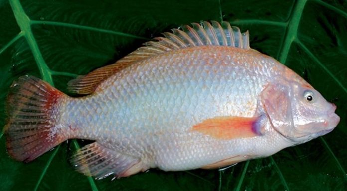 Is Pink Salmon Calorific? Does Eating Pink Salmon Make You Fat?