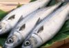 What’s the Caloric Value of 100g of Mackerel? Is It a Fattening Fish?