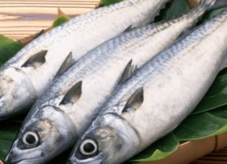 What’s the Caloric Value of 100g of Mackerel? Is It a Fattening Fish?