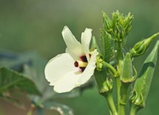 Is Eating 100g of Okra Fattening? Uncover the Calorie Content and Nutritional Benefits of This Super Veggie.