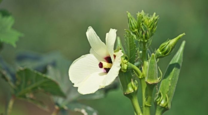 Is Eating 100g of Okra Fattening? Uncover the Calorie Content and Nutritional Benefits of This Super Veggie.