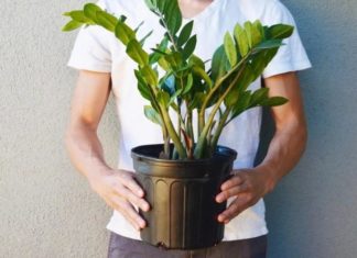 What Are the Best Feng Shui Plants for Your Chinese Zodiac Sign?