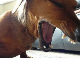 15 Common Dog Ailments: Causes and Treatment Options