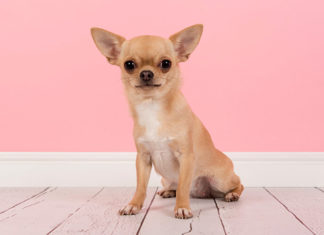 16 Beautiful and Easy-to-Care-for Dog Breeds Popular in Vietnam